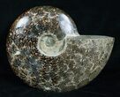 Inch Wide Polished Ammonite Fossil #4119-1